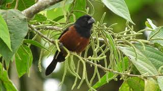 Chestnutbellied Seed Finch Wildsumaco Lodge Ecuador [upl. by Whitehouse]