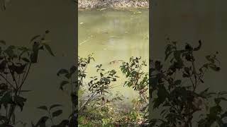 Muskrats oh the bike path [upl. by Elberta]