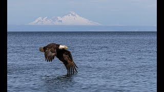 Alaska Bald Eagle Tour [upl. by Kerrill]