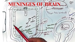 Meninges of brain and spinal cord anatomy  dura mater arachnoid mater  pia mater  CSF [upl. by Eanwahs]