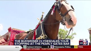 Budweiser Clydesdale celebrates partnership with Folds of Honor [upl. by Alledi884]