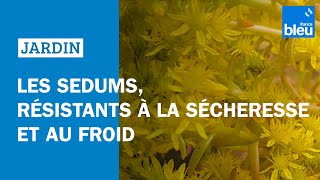 Les sedums résistants à la sécheresse et au froid  Les conseils de Roland Motte [upl. by Ardnama]