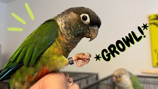 What Does Conure Growling amp Squealing Mean  Parrot Sounds amp Behaviours  TheParrotTeacher [upl. by Etteval]