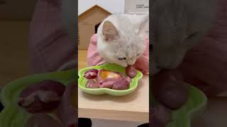 Asmr cat food  asmr sound  asmr EP23 asmr cat catfood cute cutecatsounds asmrsounds [upl. by Ellenet963]