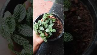 Easy Propagation of Plantsgardening plants youtube [upl. by Aniled]