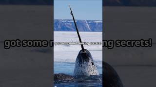 Narwhal Facts 🌊 animalfacts narwhal shorts [upl. by Sielen]