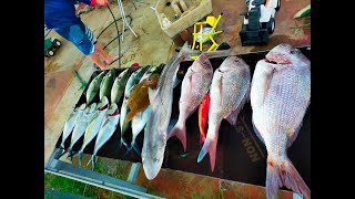 epic dhu fish catch and epic snapper catch [upl. by Cicily]