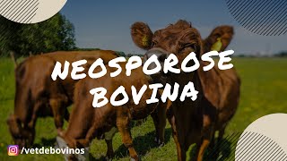 Neosporose Bovina 020 [upl. by Wrdna325]