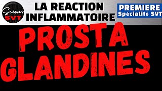 PROSTAGLANDINES IBUPROFENE et REACTION INFLAMMATOIRE  IMMUNOLOGIE  PREMIERE SPECIALITE SVT [upl. by Akemak]