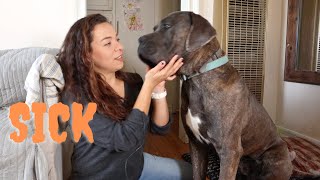 12 Month Cane Corso Male Update [upl. by Channing]