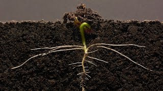 Bean TimeLapse  25 days  Soil cross section [upl. by Brawner]