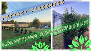 Ligustrum Recurvifolium Privet  Outdoor Living Tip of the Day [upl. by Avlis818]