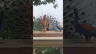 Mesmerizing Peacock Dance Behind Ayyappaswamy Idol  Divine Spiritual Beauty ayyappa shabarimalai [upl. by Jerman139]