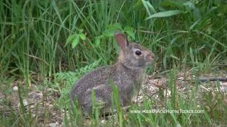 Cottontail Rabbit Nature Sounds Michigan  June 20 2011  Open Window Videos [upl. by Knarf]