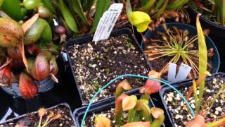 Venus Fly Trap Winter Care Guide amp Cold growing Carnivores  Temperate Carnivorous Plant Update [upl. by Aekin713]