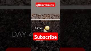 Growing Red Bell Pepper Plant  Time Jani voice tv shorts plants time pepper youtubeshorts [upl. by Dunston881]