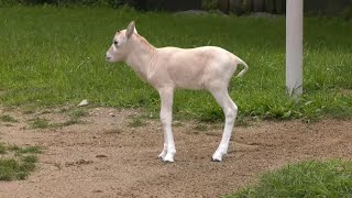 Endangered antelope born at Chicago area zoo [upl. by Eentroc130]