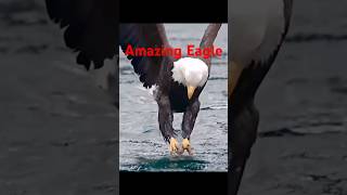 Amazing Eagle birds [upl. by Ahsiruam748]