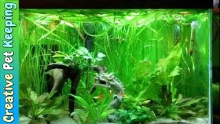 Betta and Guppy Community Fish Tank [upl. by Larual]