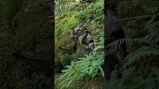 Butchart Gardens victoriabc butchartgardens waterfall dragon ferns [upl. by Mcarthur]