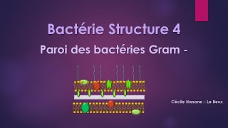 Bactérie Structure 4 PAROI DES BACTERIES GRAM MOINS [upl. by Sherl]