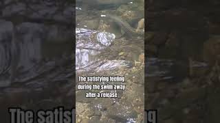 Huge Brown Trout Release fishing outdoors trout troutfishing fall [upl. by Siraf]