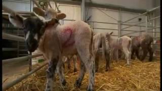 Bebington High School Farm on BBC Northwest Tonight Feb 2017 [upl. by Balliol272]