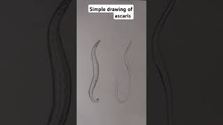 Simple drawing of ascaris by aks drawing biologymadeeasy [upl. by Naleag]