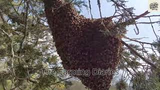 The Magical World of Honey Bees A Journey into Beekeeping [upl. by Warram514]