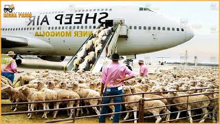 How To Export Millions Of Sheep Pigs And Cows By Plane  Agriculture Technology [upl. by Acinonrev676]