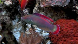 Red Margin Fair Wrasse [upl. by Retse909]