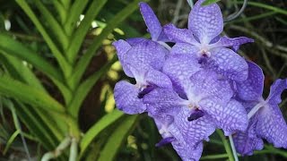 ALL ABOUT THE VANDA ORCHID amp FAMILY  CareGrowthTips [upl. by Niamart]