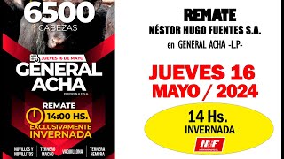 en VIVO  14 hs INVERNADA  REMATE de NÉSTOR H FUENTES SA JUE 16  05  2024  G ACHA LP [upl. by Ahterod]