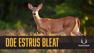 Whitetail Deer Doe Estrus Bleat Sound Only [upl. by Gerk57]