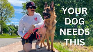 LEASH REACTIVE Dog Training Skills [upl. by Sirrad348]