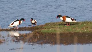 Vroege Vogels  Baltsende bergeenden [upl. by Ifill]