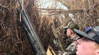 Specklebelly Goose Hunting in the Arkansas delta [upl. by Eidoj]