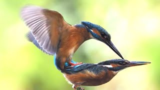 Mesmerizing Mating Rituals Witness Natures Spectacular Love Dance [upl. by Reisinger781]