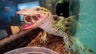 Monitor Lizard Eating Eggs Quince Monitor [upl. by Reta]