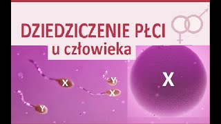 Dziedziczenie płci u człowieka [upl. by Pegeen]