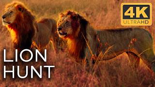 Lions Masters of the African Battlefield  Roar of the Wild Ep 3  4K UHD Documentary [upl. by Gusta]