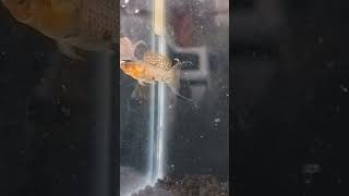 SAILFIN MOLLYkolathuraquariumfishexoticfishesmollytankmollymollyfishbreedingmollyviralvideo [upl. by Cummings109]