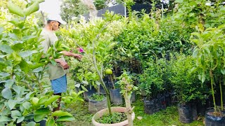 Nos encontramos un vivero con muchos árboles frutales aquí en Lourdes colon El Salvador [upl. by Eseer]