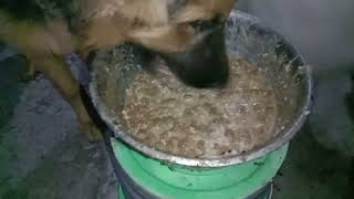 Full Watch GSD amp Pomeranian Eating food GSD dogbreed [upl. by Broome]