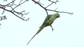 Alexandrine ParakeetHong Kong 2014 [upl. by Elatnahc447]