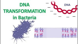 DNA Transformation  Calcium Chloride method of transformation [upl. by Werd782]