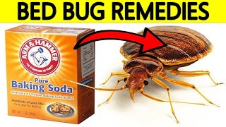 How to Get Rid of Bed Bugs at Home Using Home Remedies [upl. by Suoiradal]