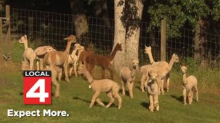 Health Headlines First alpacas test positive for Bird Flu New insight into pregnancy [upl. by Aseram226]