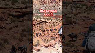 Hiking in Havasupai hiking havasupai arizona usa rentingstuffs horse western [upl. by Aciemaj]