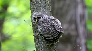 Baby Owl Climbing Tree [upl. by Adym]